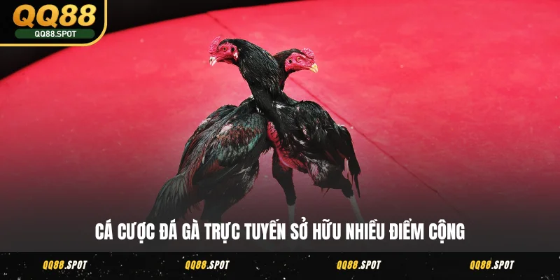 Đá Gà QQ88 - Xem Trực Tiếp Các Cuộc Chọi Gà Hấp Dẫn Nhất 3 Cá cược đá gà trực tuyến sở hữu nhiều điểm cộng