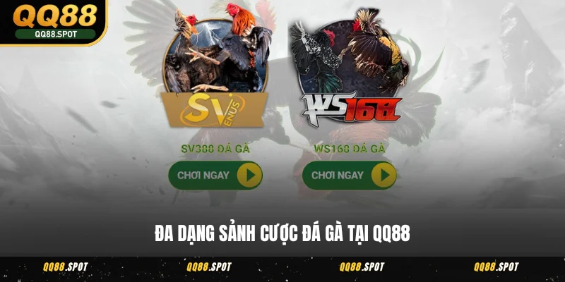 Đá Gà QQ88 - Xem Trực Tiếp Các Cuộc Chọi Gà Hấp Dẫn Nhất 4 Đa dạng sảnh cược đá gà tại QQ88