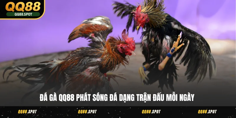 Đá Gà QQ88 - Xem Trực Tiếp Các Cuộc Chọi Gà Hấp Dẫn Nhất 2 Đá gà QQ88 phát sóng đá dạng trận đấu mỗi ngày