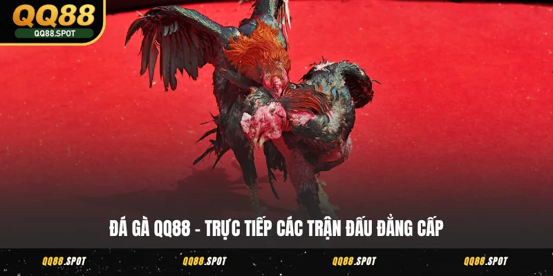 Đá Gà QQ88 - Xem Trực Tiếp Các Cuộc Chọi Gà Hấp Dẫn Nhất 1 da ga qq88